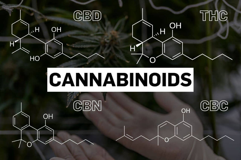 Mitme kannabinoidi, sealhulgas CBD, THC, CBN ja CBC keemilised struktuurid.