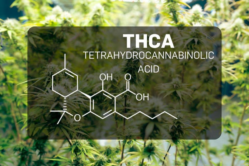 THCA keemiline struktuur kanepi taustal