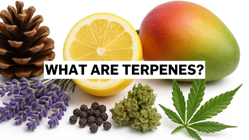 Mis on terpeenid?