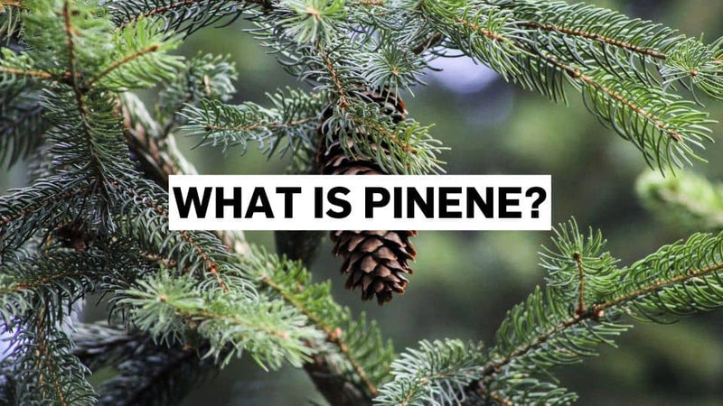 Mis on pineen?