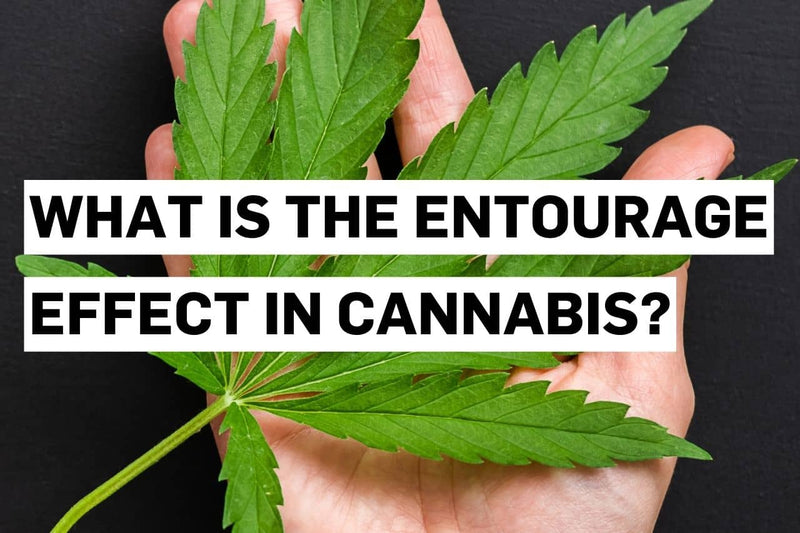 The entourage effect in cannabis