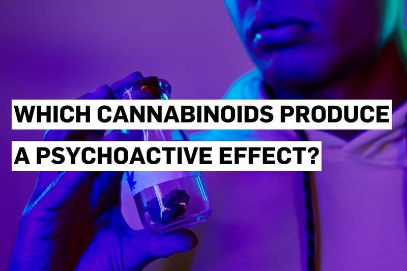 A man holding a cannabis leaves that contains cannabinoids.