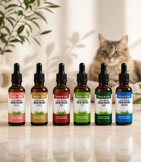CBD Oil for Cats